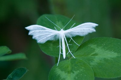 5485 Sneeuwwitte Vedermot - White Plume Moth - Pterophorus pentadactyla