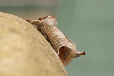 08698 Bruine Wapendrager - Chocolate-tip - Clostera curtula