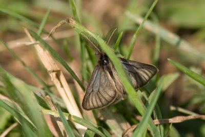 10408 Black Grass Moth - Pentophera morio