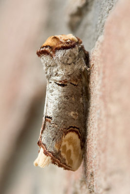 08750 Wapendrager - Buff-tip - Phalera bucephala