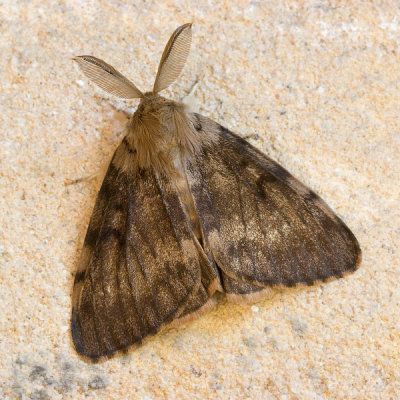 10376 Plakker - Gypsy Moth - Lymantria dispar