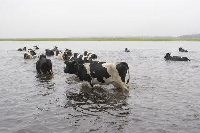 Cattle crossing the Biebrza