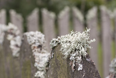 Lichen on fence