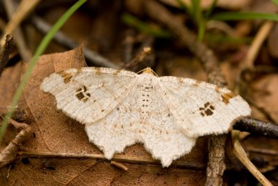 07539 Klaverblaadje - Peacock Moth - Macaria notata