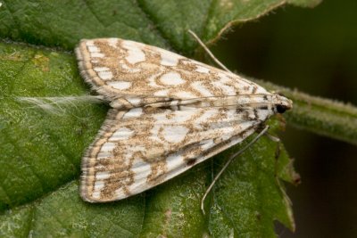 6416 Waterleliemot - Brown China-mark - Elophila nymphaeata