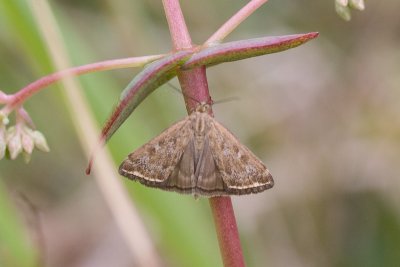 6577 Geelzoommot - Beet Webworm - Loxostege sticticalis