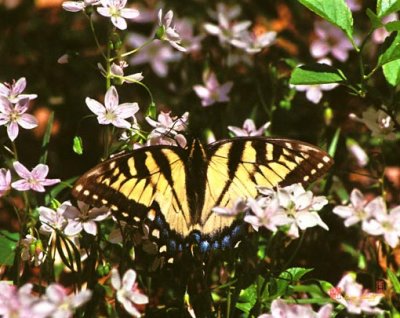 Eastern Tiger Swallowtail on Spring Beauty (130J)