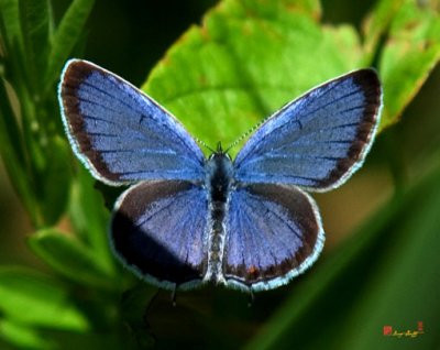 Eastern Tailed-Blue Butterfly (DIN008)