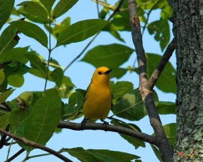 Prothonotary Warbler (DSB075)