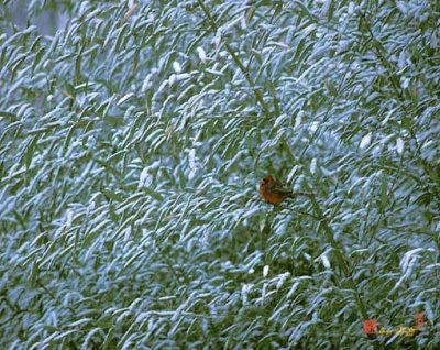 Winter Cardinal in Snowy Bamboo (100M)