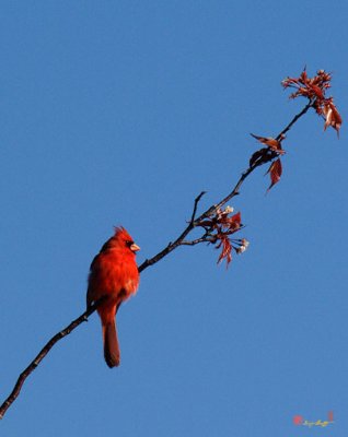 Spring Cardinal on Cherry Limb (DSB033)