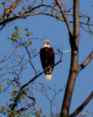 Bald Eagle Near Its Nest (DRB021)
