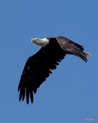 Bald Eagle Flying over the Potomac River (DRB031)