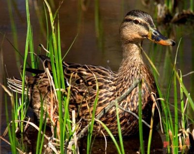 Mallard Hen (DWF012)