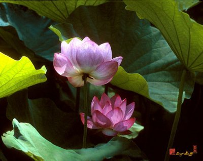 Lotus--Dimensions (20H)