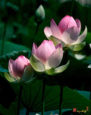 Lotus--Stepping Stones (24P)