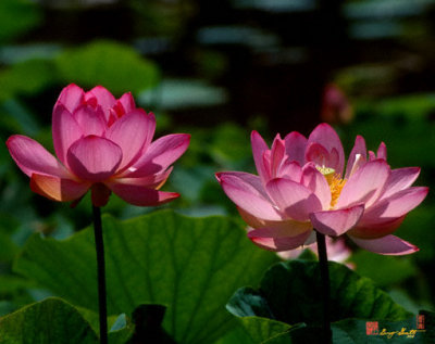 Lotus Pair (24M)
