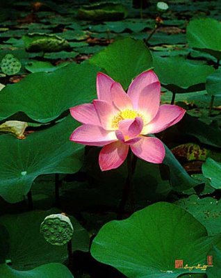 Lotus Flower and Capsule (24A)