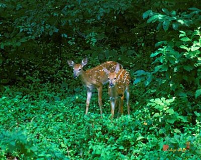 Twin Fawns (17D)