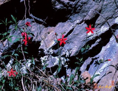 Carnation Family (Caryophyllaceae)