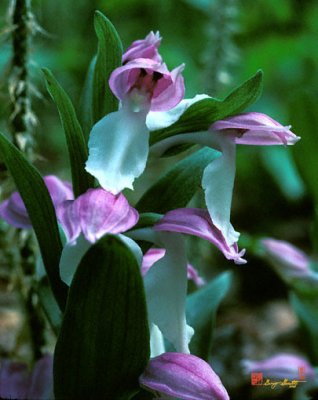 Showy Orchis or Showy Orchid