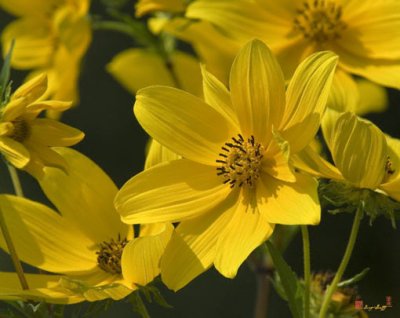 Tickseed Sunflowers (DFF014)