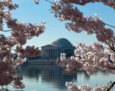 Jefferson Memorial at Cherry Blossom Time (DS008)