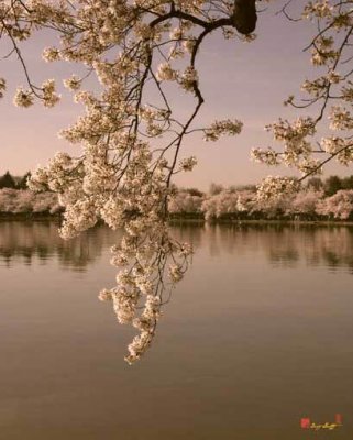 Japanese Cherry Tree Blossoms (DS019S)