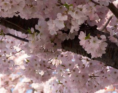 Japanese Cherry Tree Blossom Chiffon (DS011)