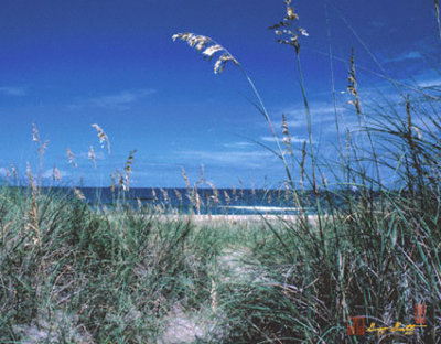 Sea Oats Dunes (11D)