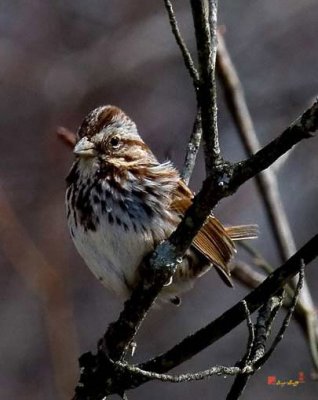 Song Sparrows (Melospiza melodia)