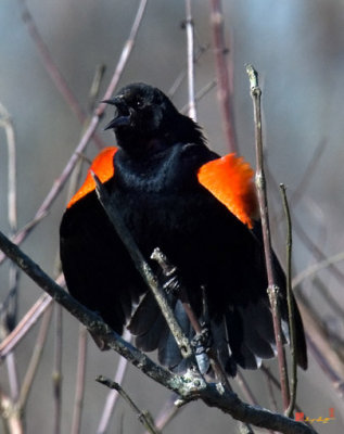 Red-winged Blackbird, This Is MY Marsh! (DSB035)