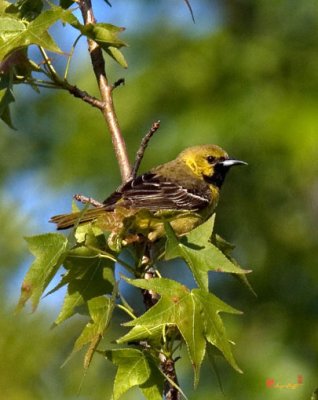 Orchard Oriole (DSB053)