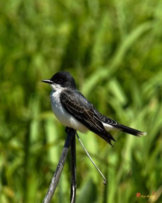 Eastern Kingbird (DSB092)