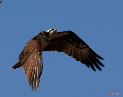 Osprey or Fish Hawk Approaching Nest (DRB010)