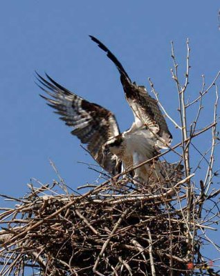 Osprey or Fish Hawk Landing on Her Nest (DRB019)