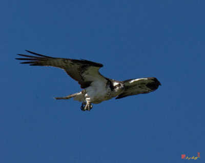 Osprey or Fish Hawk (DRB046)