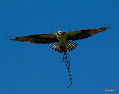 Osprey or Fish Hawk Carrying Nest Material (DRB051)
