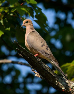 Mourning Dove (DSB043)