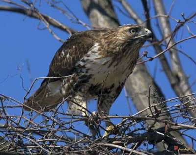 Red-tailed Hawk (Buteo jamaicensis) (DRB074)