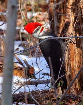 Pileated Woodpecker (DSB026)