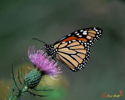 13A Monarch on Thistle