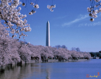 15J Cherry Blossoms on the Tidal Basin
