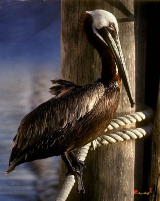 9L Brown Pelican