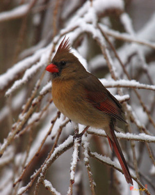 DSB025 Snowbirds--Cardinal
