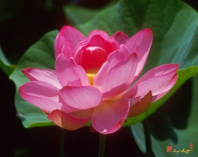 24K Lotus--Secrets Within