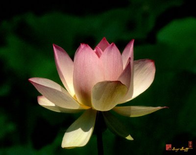 24o Lotus--Purity