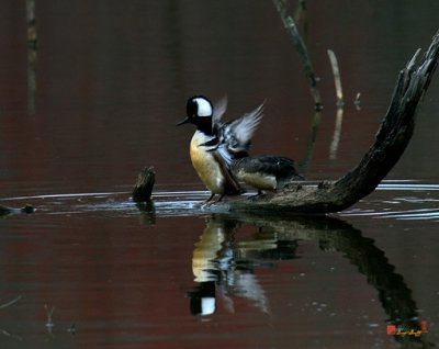 DWF017 Hooded Mergansers