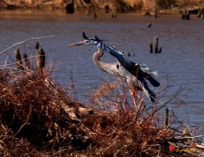 DM005  Great Blue Heron