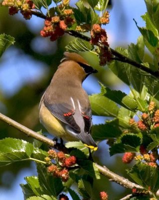 DSB056 Cedar Waxwing